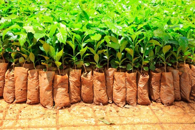 Smart Plantation